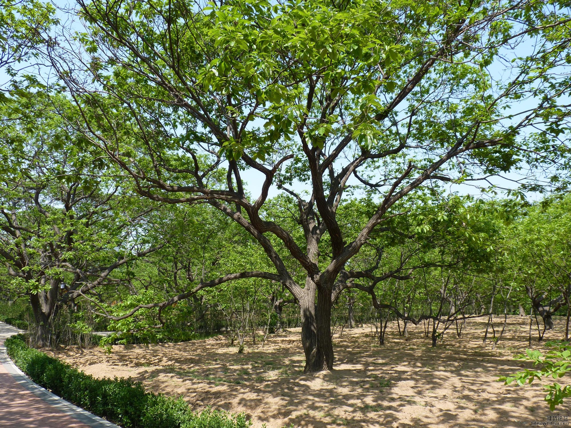 诸城昌城万亩板栗园(刘墉板栗园)