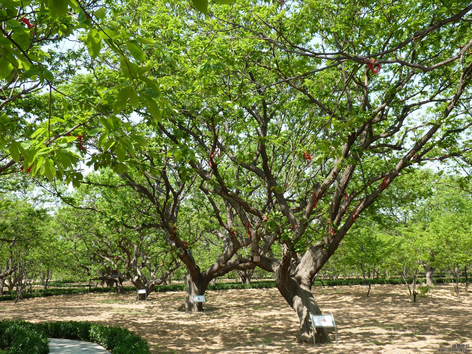 诸城昌城万亩板栗园(刘墉板栗园)