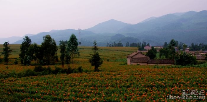 花里面的乡村.jpg