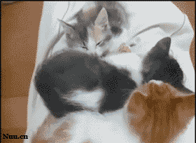 460.gif