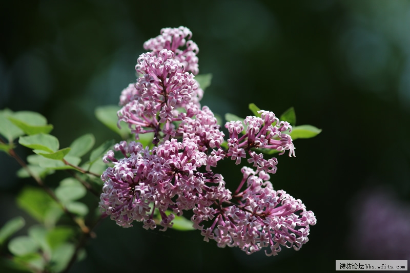 丁香花开.jpg