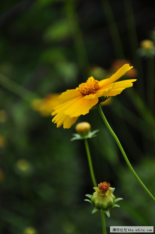 花卉 009_副本.jpg