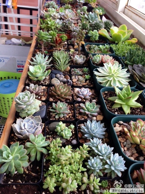 多肉植物