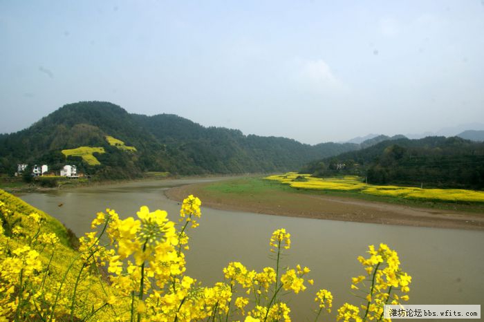 江边的油菜花