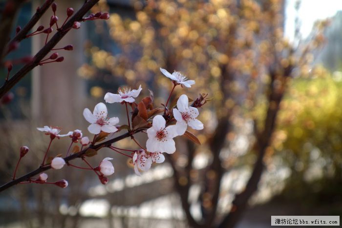 这是什么花