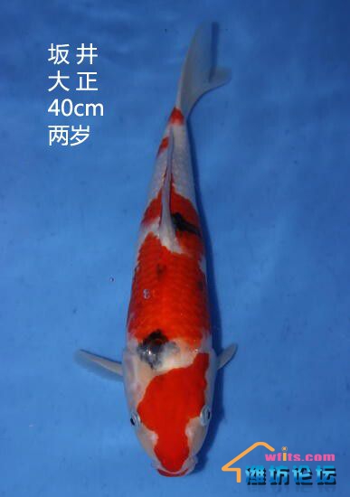 坂井大正40cm.jpg