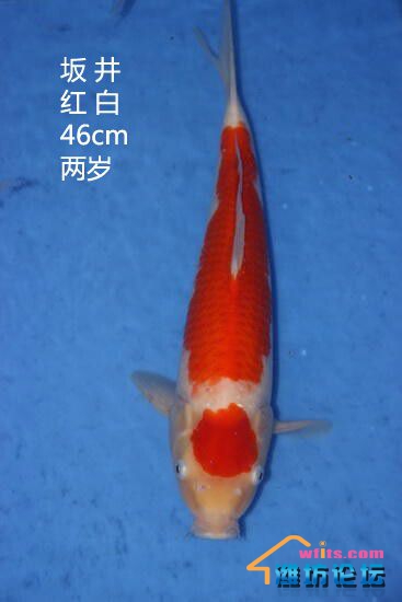 坂井红白46cm.jpg