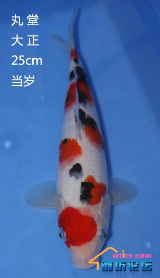 丸堂大正25cm.jpg