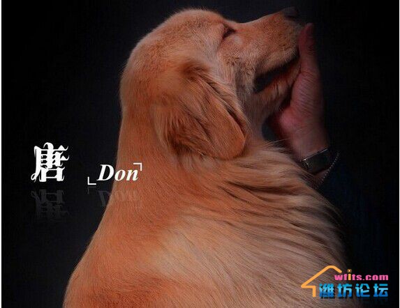 唐种犬.jpg