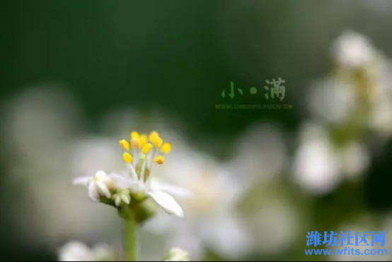 01小满吃“苦”尝“三鲜”，还有养生三要点591.png