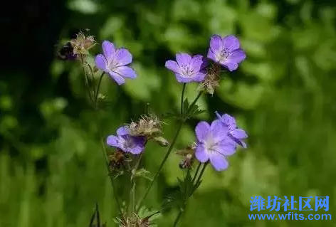 06生活┃这些植物养在家里，再也不用担心被蚊虫咬212.png