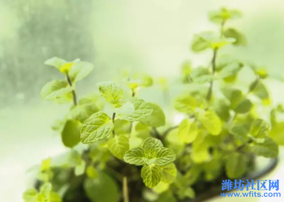 06生活┃这些植物养在家里，再也不用担心被蚊虫咬299.png