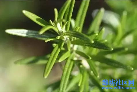 06生活┃这些植物养在家里，再也不用担心被蚊虫咬470.png