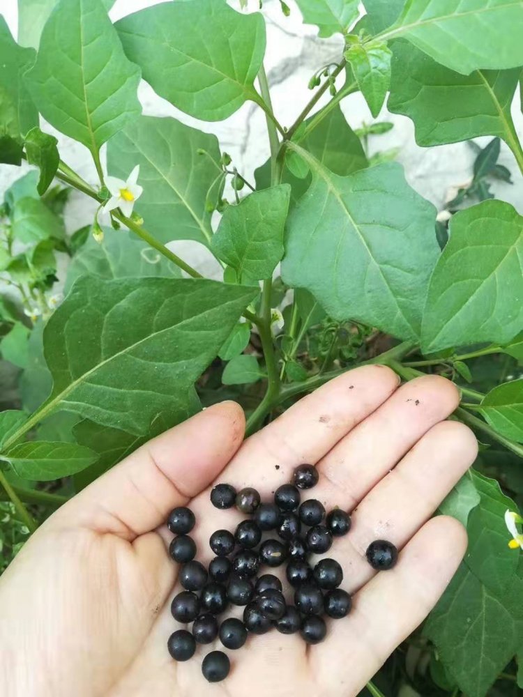 嘿嘿知道这是啥不？