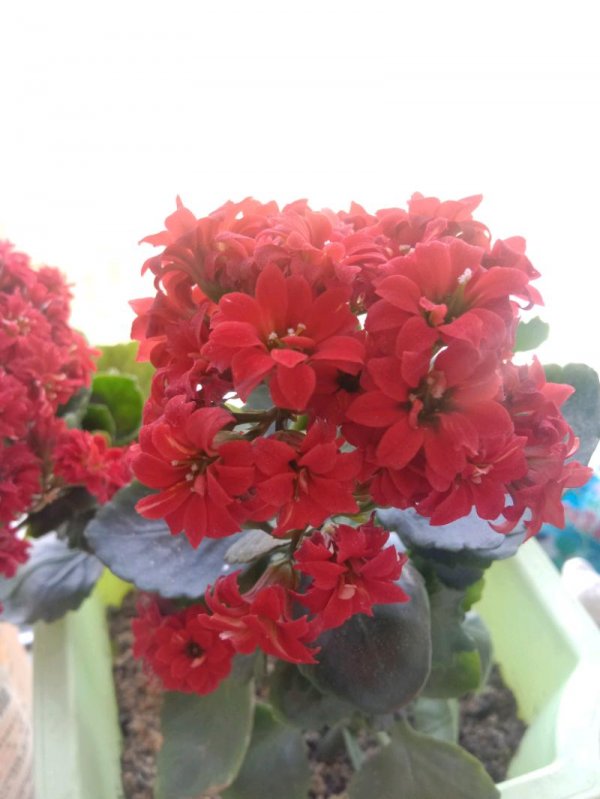 IMG_20200501_110544.jpeg