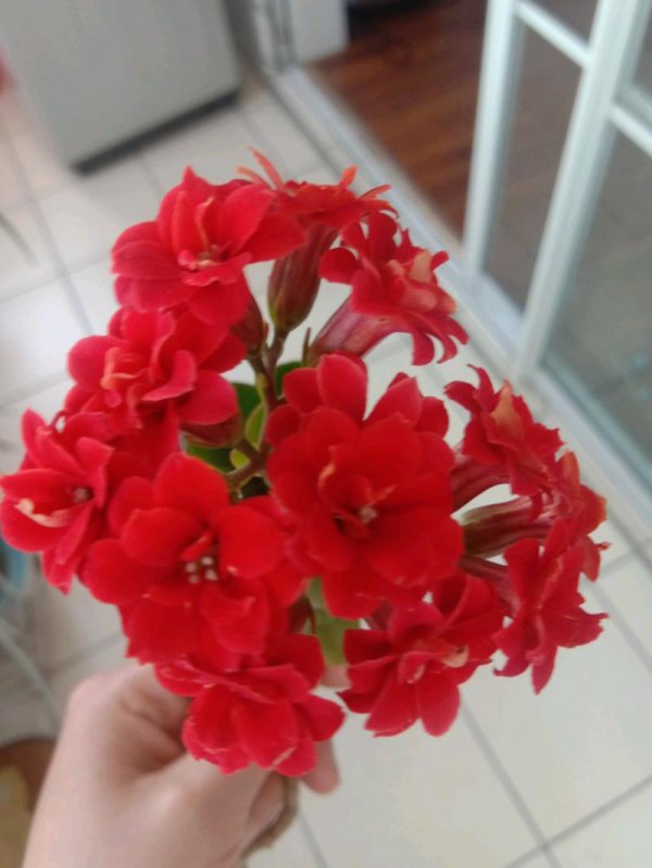 IMG_20200501_110707.jpeg