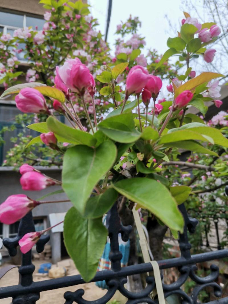 IMG_20200331_172917.jpeg