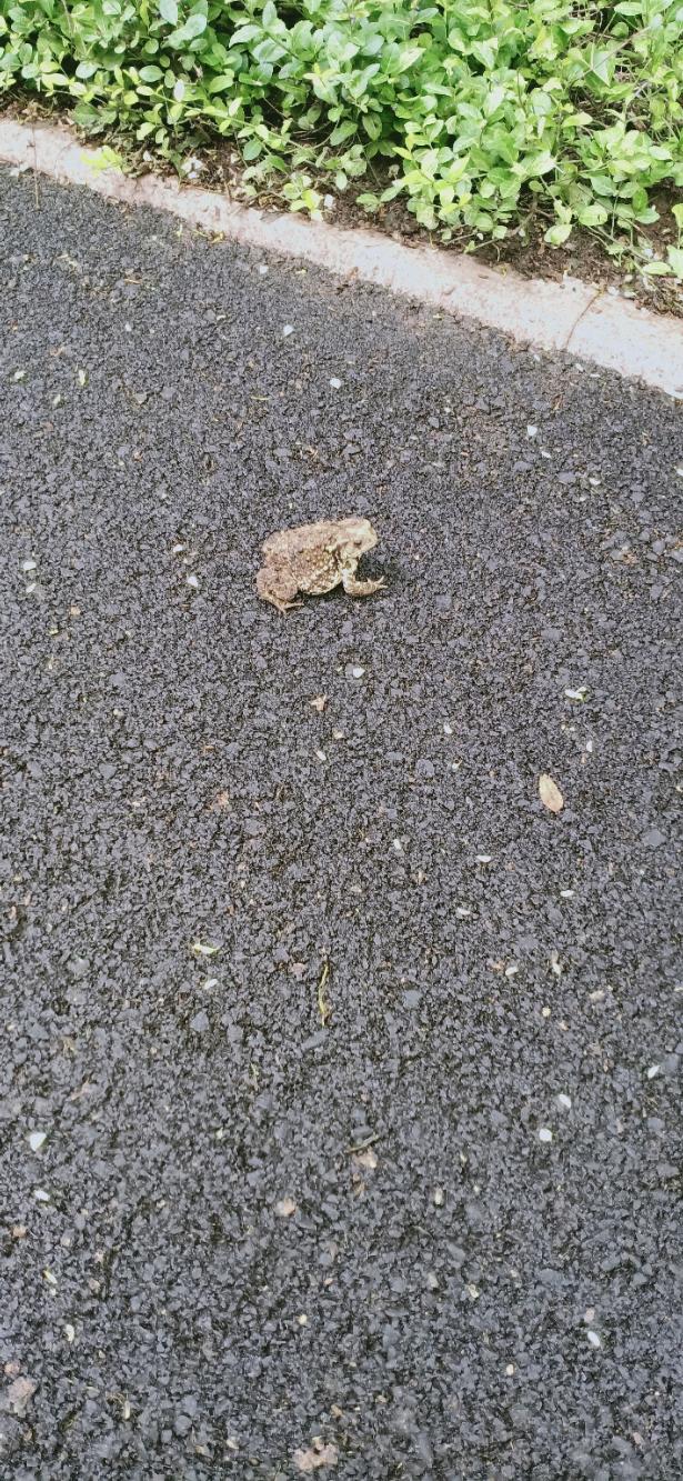 IMG20200808113612.jpeg