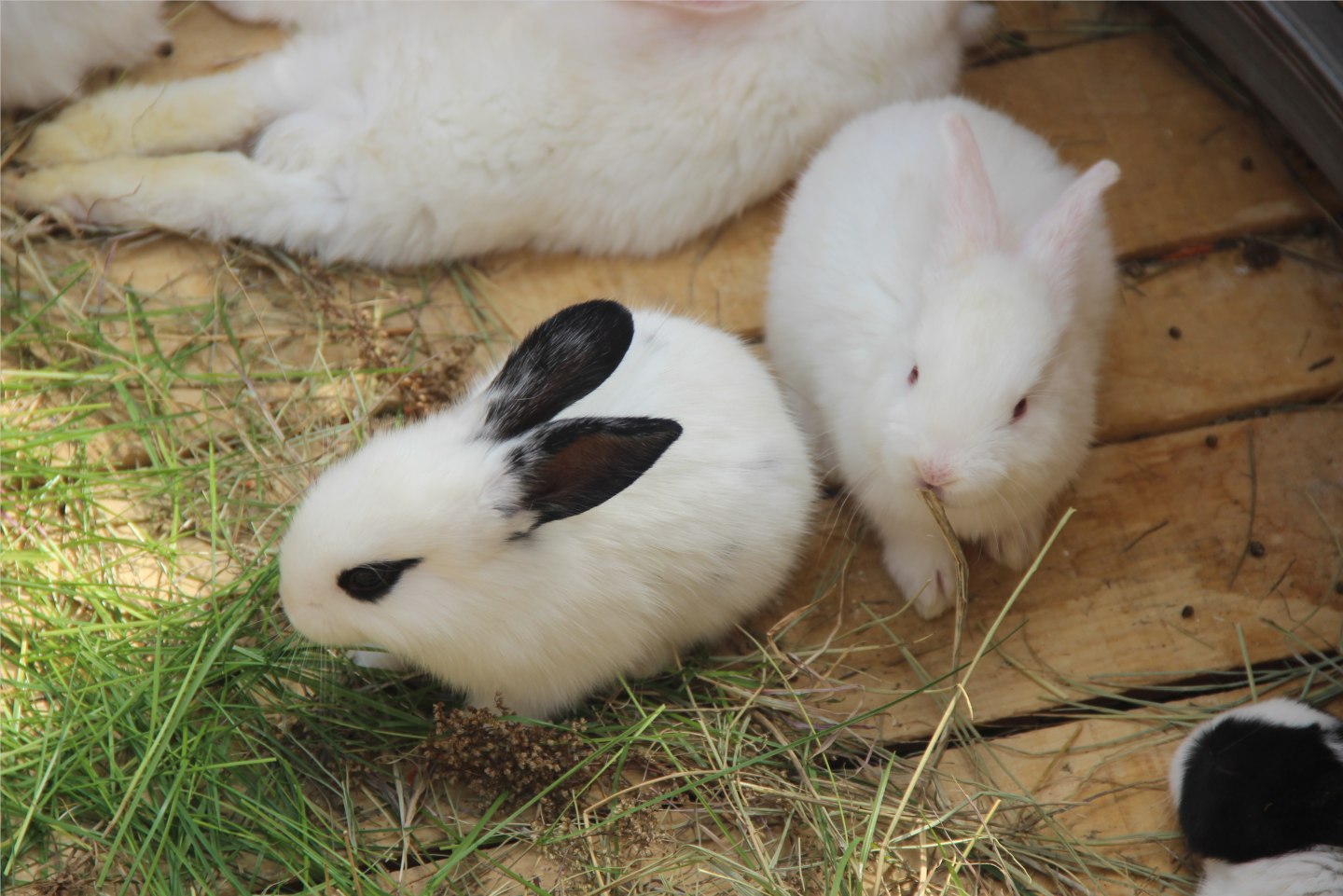 歡樂動物園,知識在身邊,濰坊論壇app攜手中房寵物奇幻之旅親子活動