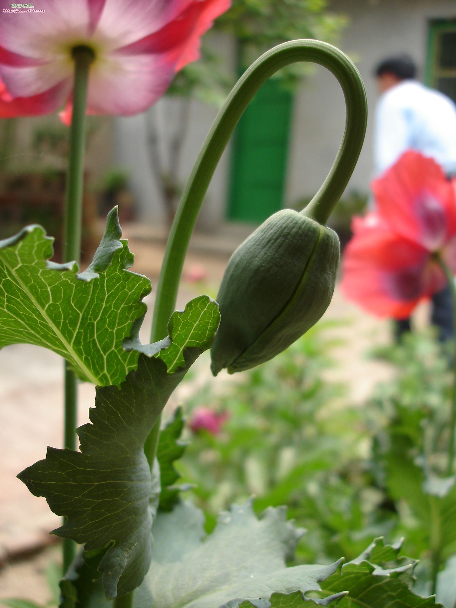 罂粟花种类图片