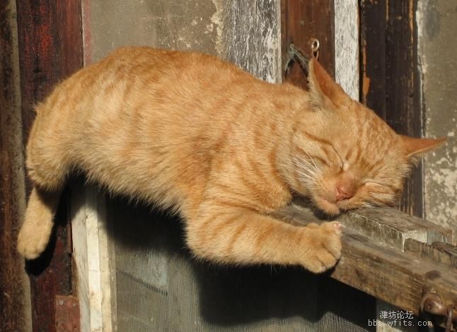 中午逛西街时候在一家旅馆门口拍的，午睡的猫