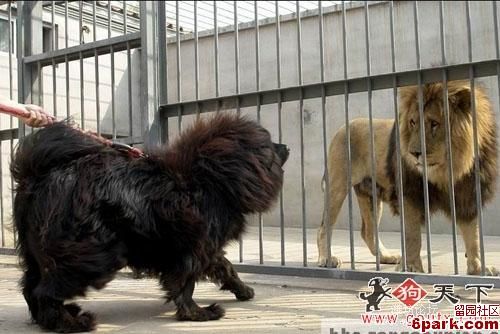 藏獒遇见狮子的反应
