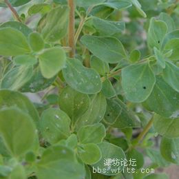 香囊草种子(中华香草,白花)10粒1元.jpg